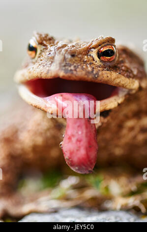 Common toad (Bufo bufo) with lolled tongue Stock Photo