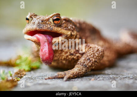 Lolled hi-res stock photography and images - Alamy