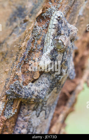 gecko on the treel, Smooth-backed Gliding Gecko or Ptychozoon lionotum Stock Photo