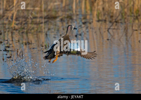 Blue-winged Teal male takes flight from marsh in morning light Stock Photo