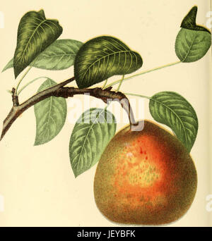 'The fruits of America : containing richly colored figures, and full description of all the choicest varieties cultivated in the United States' (1848) Stock Photo