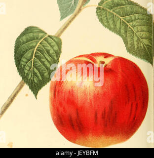 'The fruits of America : containing richly colored figures, and full description of all the choicest varieties cultivated in the United States' (1848) Stock Photo