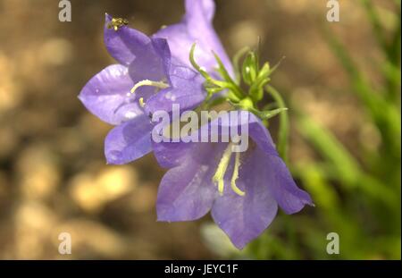 Blue Bell Flowers With A Small Sweat Bee Loaded With Pollen Stock Photo