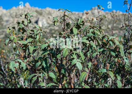 Leaves and fruits of Laurel-leaf cistus, Cistus laurifolius, native to some areas around the Mediterranean Region. Photo take in Guadarrama Mountains, Stock Photo