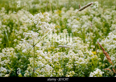 Galium boreale flowers, also known as northern bedstraw, in a meadow under the warm spring sun Stock Photo