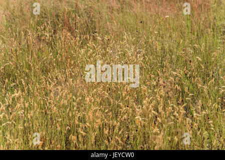 Golden gramineae moved by the wind in a meadow  under the warm summer sun Stock Photo