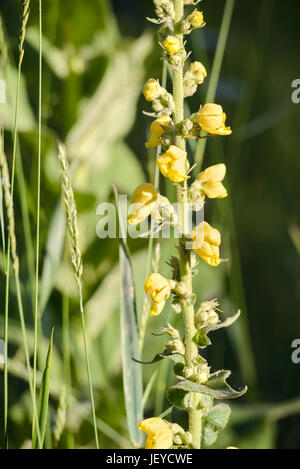 Yellow Verbascum Thapsus flowers, also known as great mullein or common mullein, in the meadow under the summer sun Stock Photo