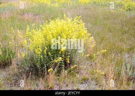 Yellow Galium verum flowers, also known as lady's bedstraw or yellow bedstraw, in the Meadow at the edge of the forest, at the end of spring in Kiev,  Stock Photo
