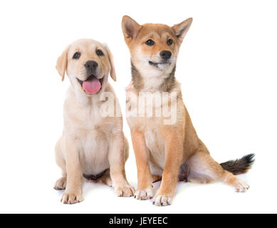 puppies labrador retriever and shiba inu in front of white background Stock Photo