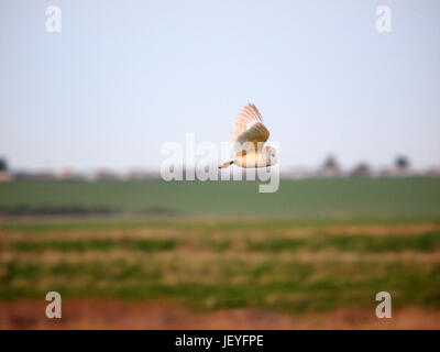 Barn owl in flight, side profile, Harty Ferry, Sheppey. Stock Photo
