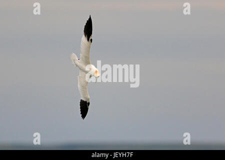 Adult Northern Gannet diving for fish at Filey Brigg Yorkshire Stock Photo