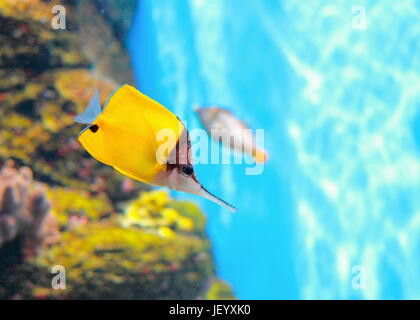The yellow longnose butterflyfish ((Forcipiger flavissimus) or forceps butterflyfish. Stock Photo