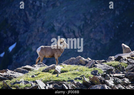 Big Horn Sheep Ram on cliff in Rocky Mountain National Park, Colorado Stock Photo