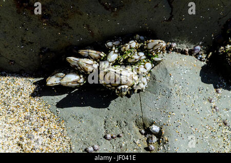 Barnacles on the beach in San Francisco California Stock Photo
