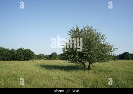 single tree in a meadow in the park Stock Photo