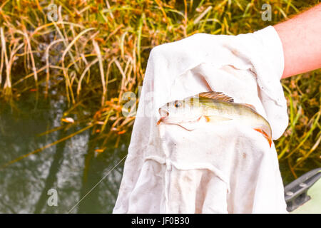 Fish Catched by a Fisherman Stock Photo