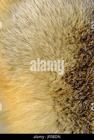 Fox fur texture Stock Photo