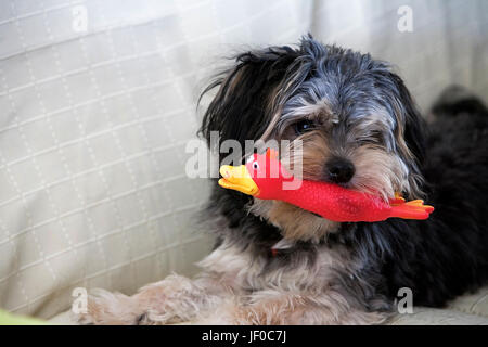 Small dog hair black biting a toy red Stock Photo