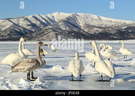 Whooper swan Stock Photo