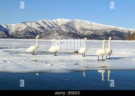 Whooper swan Stock Photo