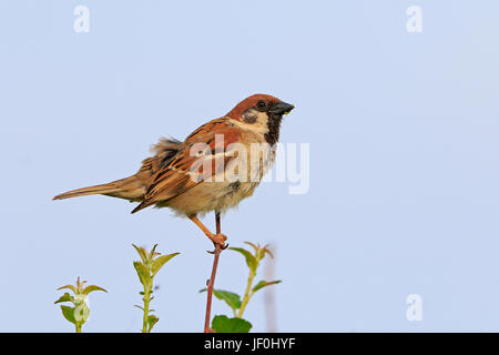 Adult Tree Sparrow perched in a bush at Bempton RSPB Reserve Yorkshire Stock Photo