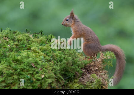 A side view full length profile portrait of an alert red squirrel standing on fauna looking to the left