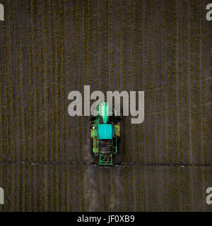 A blue tractor moves through the spring field and sprays fertilizers on plants planted on it. Spring processing of agricultural crops. View from above Stock Photo
