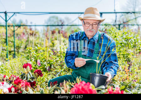 Senior gardener selecting a potted tree in the gardening center. Active retirement and gardening concept. Stock Photo