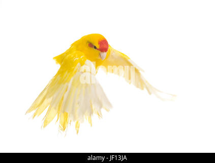 Red-fronted Kakariki parakeet in front of white background Stock Photo