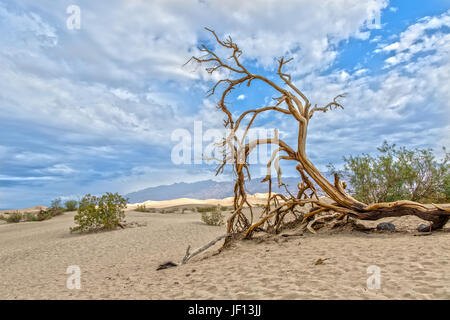 Tree in Mesquite Flat Sand Dunes in Death Valley in California Stock Photo