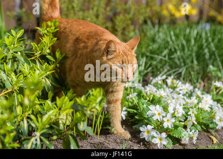 Ginger cat in garden Stock Photo