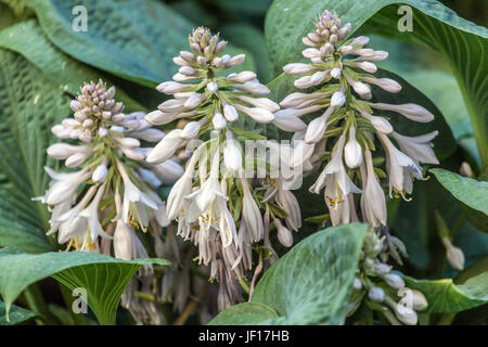 Hosta with large leaves and white flowers Stock Photo