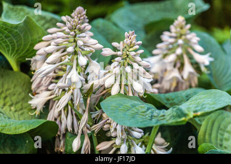 Hosta with large leaves and white flowers Stock Photo