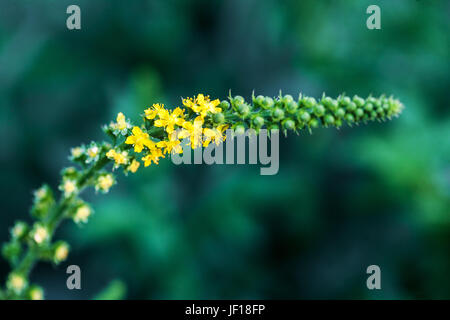 Agrimony, Agrimonia eupatoria, Yellow flowers Stock Photo