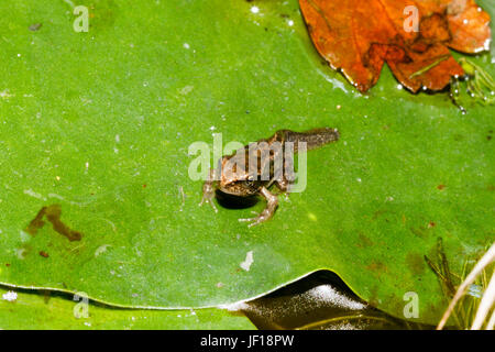 Froglet of the Common Frog (Rana temporaria) on a lily pad in a garden pond, East Sussex, UK Stock Photo