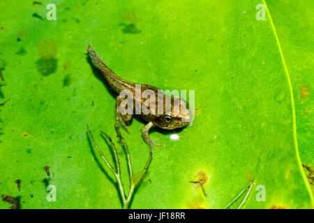 Froglet of the Common Frog (Rana temporaria) on a lily pad in a garden pond, East Sussex, UK Stock Photo