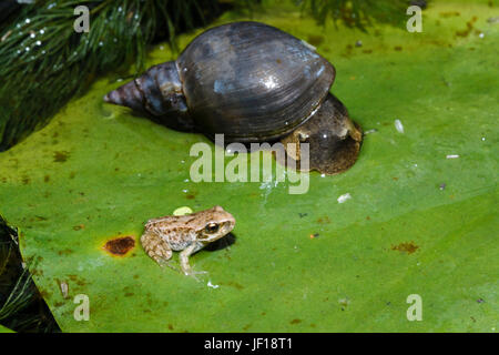 Froglet of the Common Frog (Rana temporaria) on a lily pad in a garden pond, East Sussex, UK Stock Photo