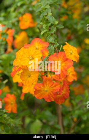 Streptosolen jamesonii, marmalade bush. Stock Photo