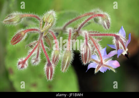 borago officinalis Stock Photo