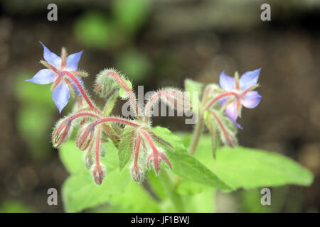 borago officinalis Stock Photo