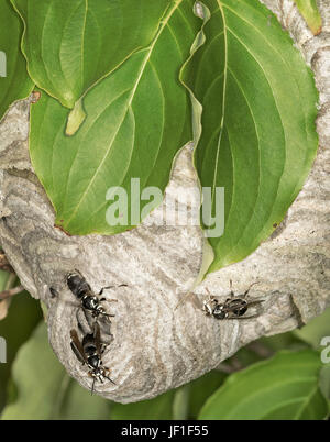 Hornets nest in the leaves of tree Stock Photo