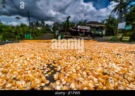 Golden corn kernels drying in the sun on a roadside in Indonesia. Stock Photo