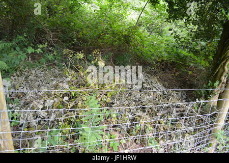 Rotting vegetation over garden fence Stock Photo