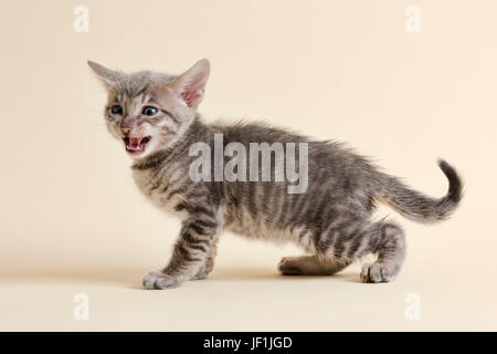 Toyger (Felis silvestris catus), age 6 weeks, color black, tabby, hissing Stock Photo