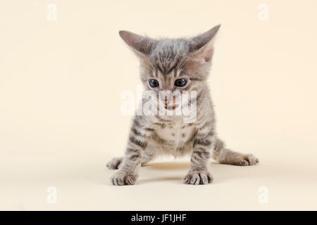 Toyger (Felis silvestris catus), age 6 weeks, color black, tabby Stock Photo