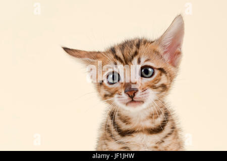 Toyger (Felis silvestris catus), age 6 weeks, color brown, tabby, portrait Stock Photo