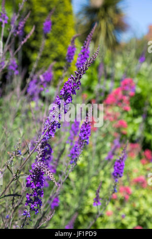 Garden Speedwell (Veronica longifolia) long purple flowers in a meadow Stock Photo