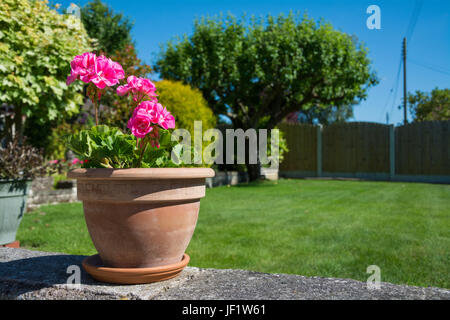 Potted pink Geraniums (Pelargonium) in an English garden on a sunny summer's day. Stock Photo