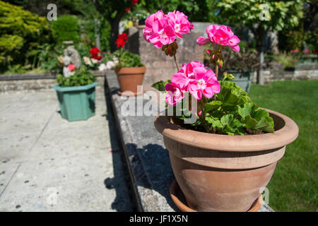 Potted pink Geraniums (Pelargonium) in an English garden on a sunny summer's day. Stock Photo