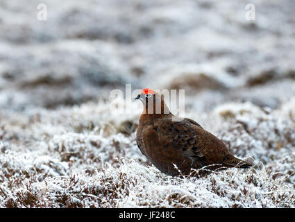 Red Grouse in Snow Stock Photo
